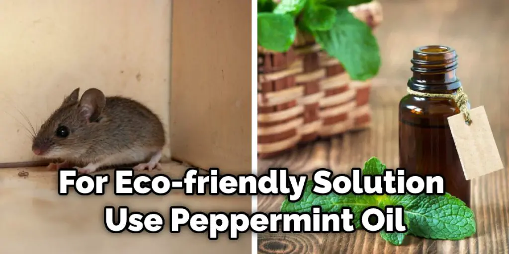 For Eco-friendly Solution Use Peppermint Oil