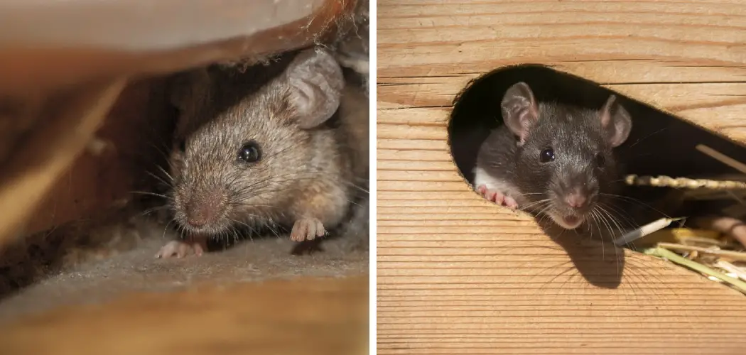How to Get Rid of Mice from Garage
