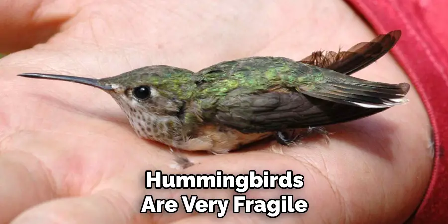 Hummingbirds Are Very Fragile