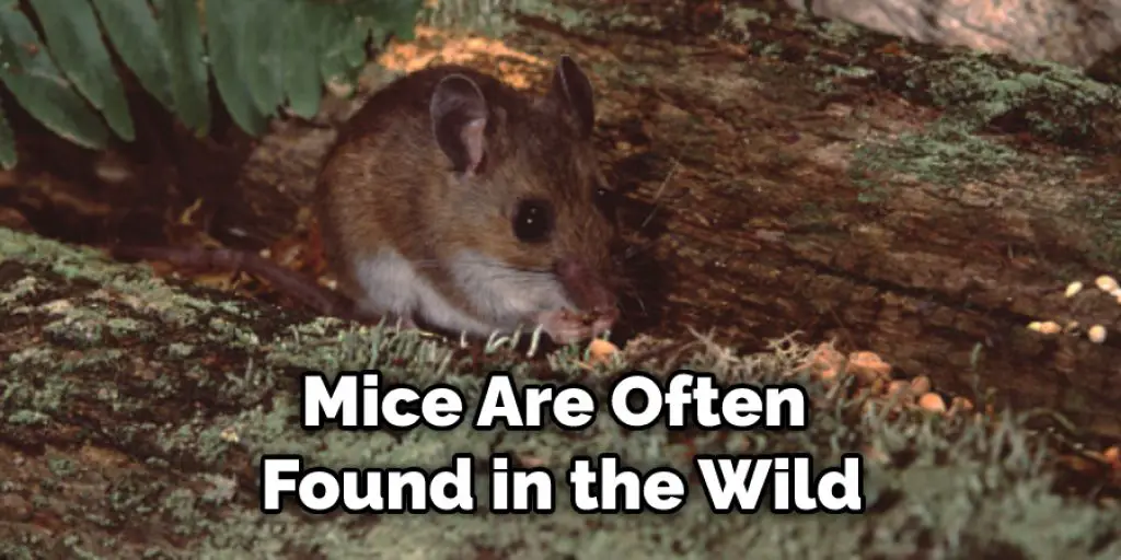 Mice Are Often Found in the Wild