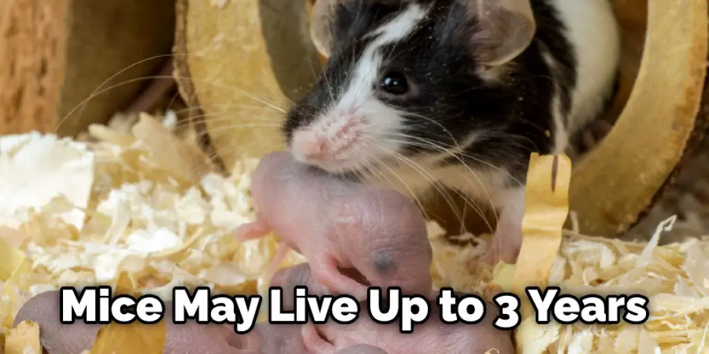 Mice May Live Up to 3 Years