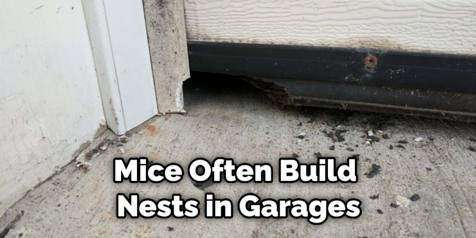 How to Get Rid of Mice from Garage 11 Steps Instructions