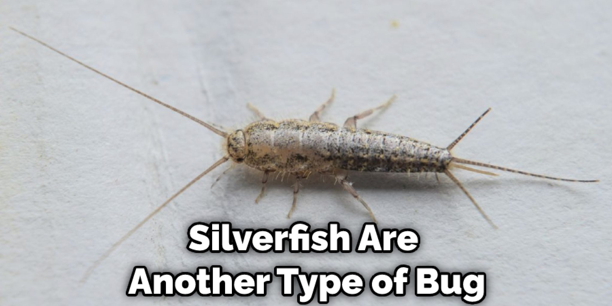 How to Keep Bugs Out of Garage at Night 15 Ways (2022)