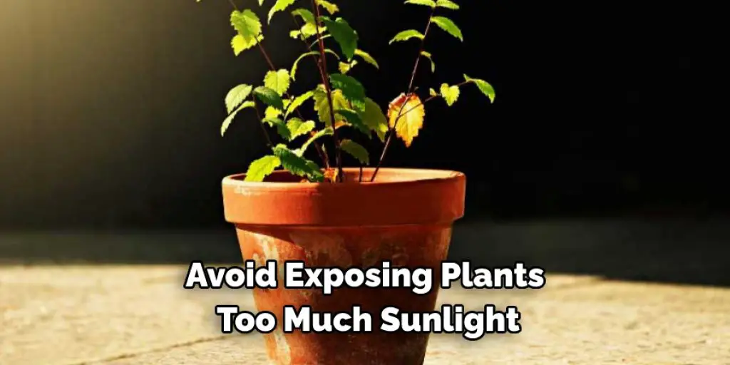 Avoid Exposing Plants Too Much Sunlight
