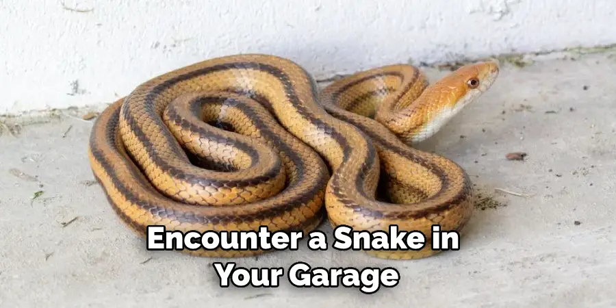 Encounter a Snake in Your Garage