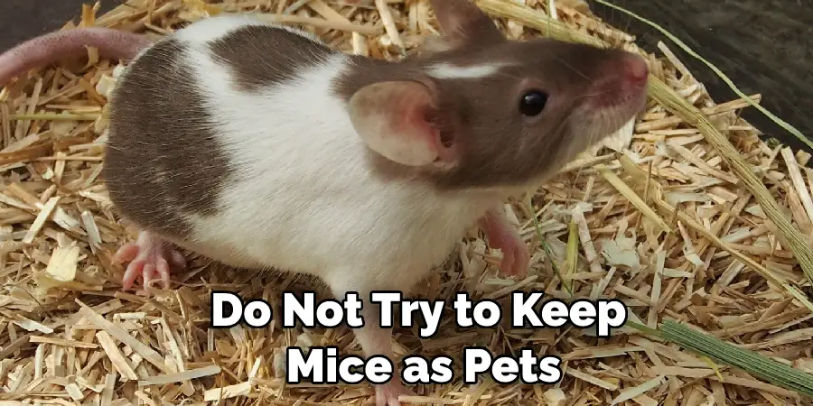 Do Not Try to Keep  Mice as Pets