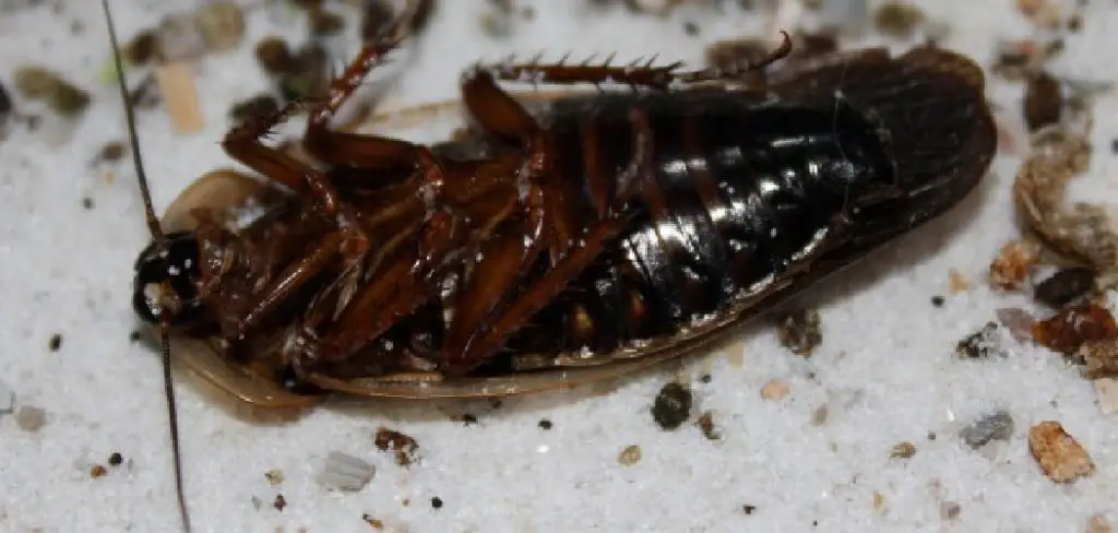 How To Get Rid Of Roaches In Garage 1 1024x488 