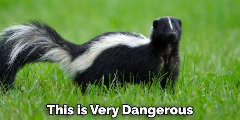 How to Get a Skunk Out of Your Garage | 10 Beneficial Ways