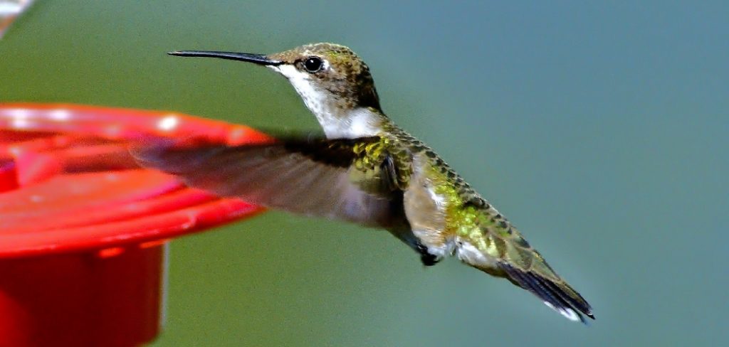 How to Get a Hummingbird Out of My Garage