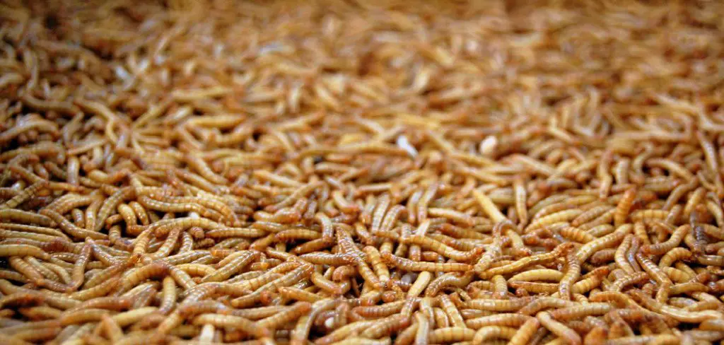 How to Get Rid of Maggots in Garage