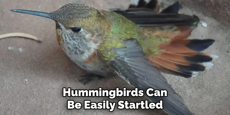 Hummingbirds Can Be Easily Startled