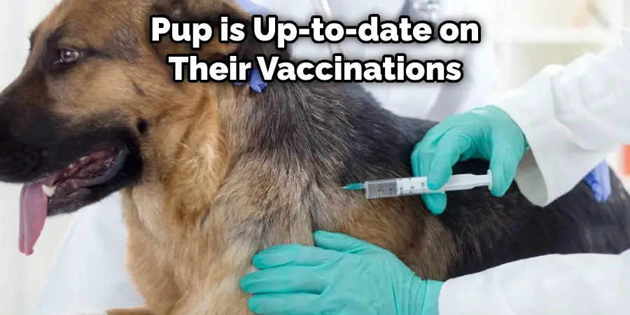 Pup is Up-to-date on Their Vaccinations