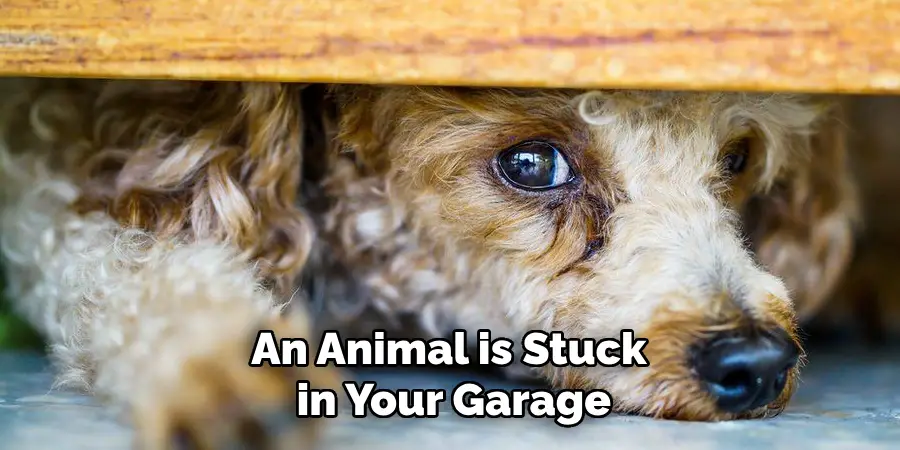 An Animal is Stuck in Your Garage