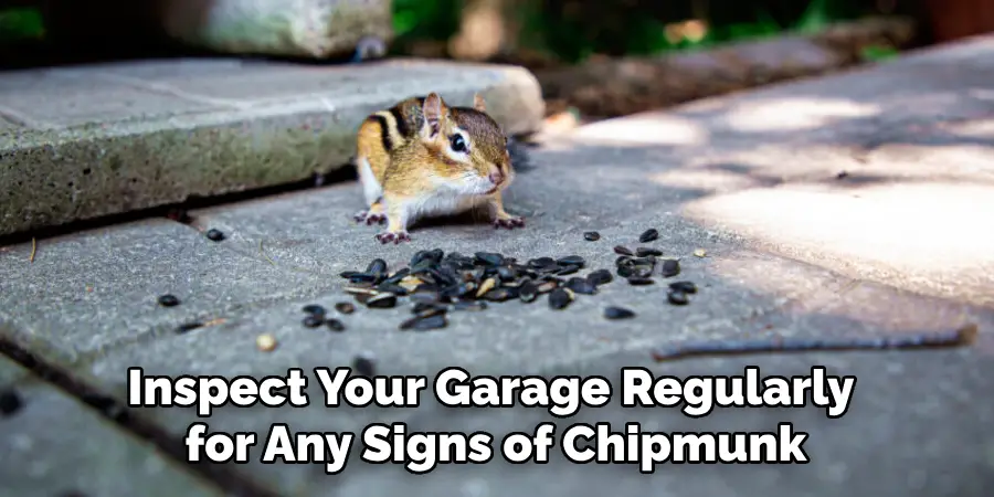 Inspect Your Garage Regularly for Any Signs of Chipmunk