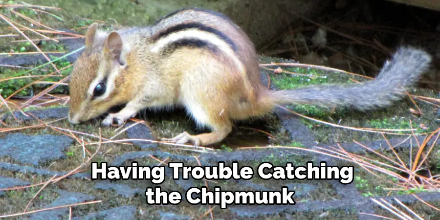  Having Trouble Catching the Chipmunk 