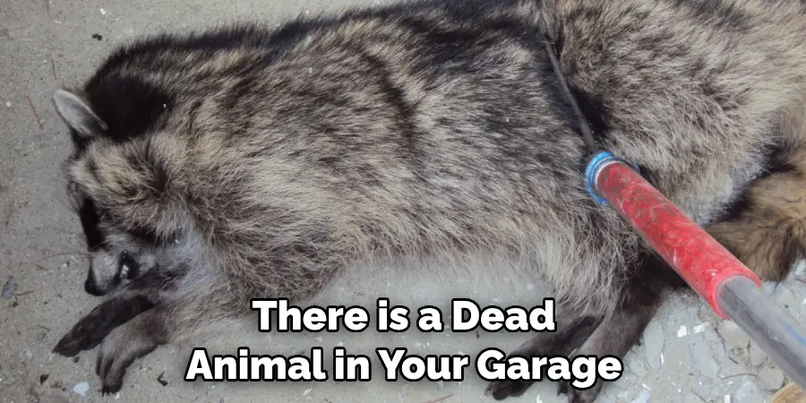 There is a Dead Animal in Your Garage