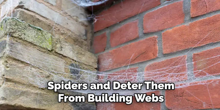 Spiders and Deter Them From Building Webs