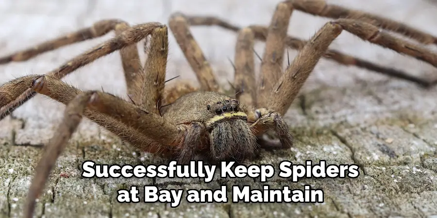 Successfully Keep Spiders at Bay and Maintain