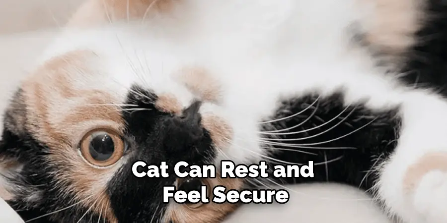 Cat Can Rest and Feel Secure