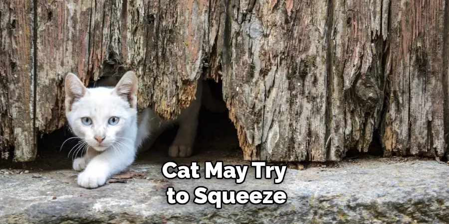 Cat May Try to Squeeze