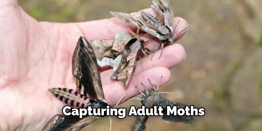 Capturing Adult Moths