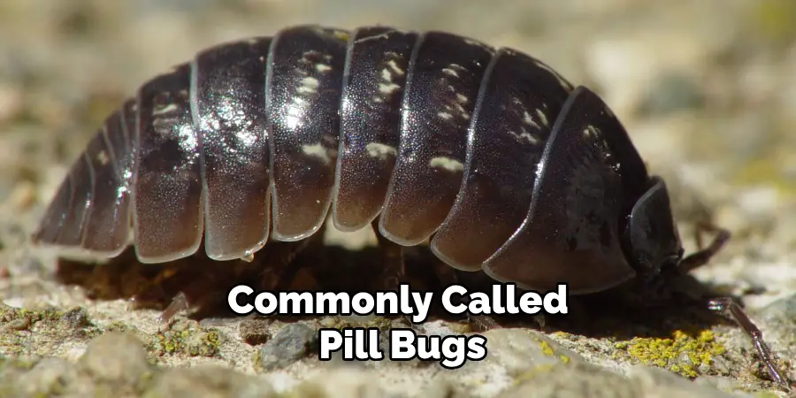 Commonly Called Pill Bugs