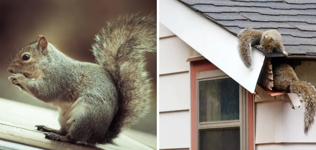 How to Get a Squirrel out Of Your Garage