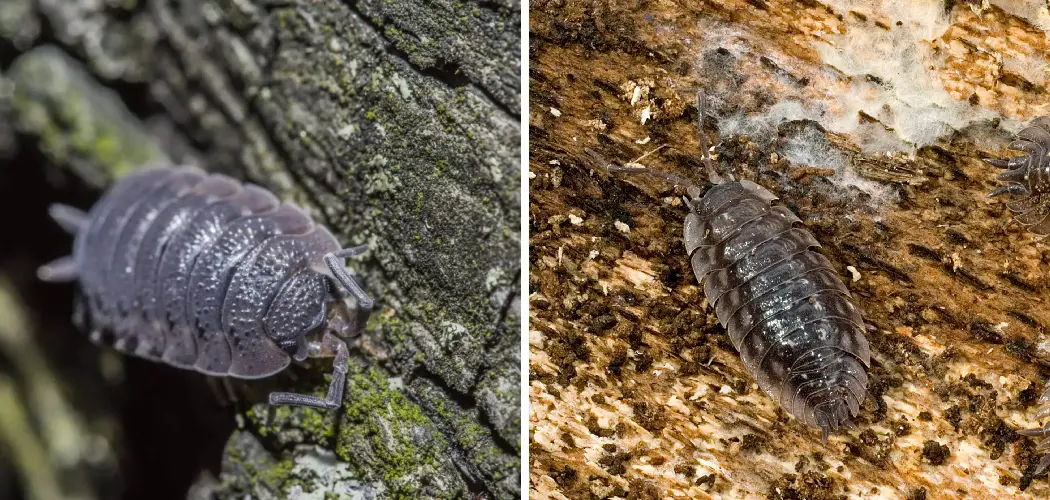 How to Get Rid of Woodlice in Garage