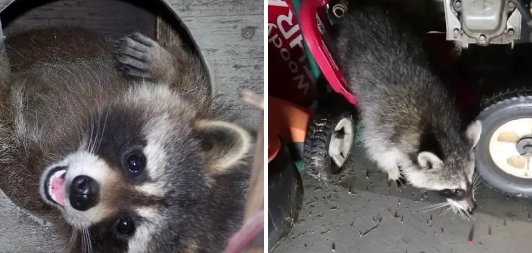 How to Get a Racoon out Of Your Garage