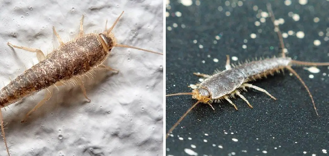 How to Prevent Silverfish from Invading Your Garage