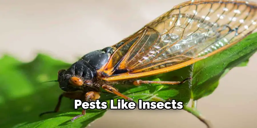 Pests Like Insects