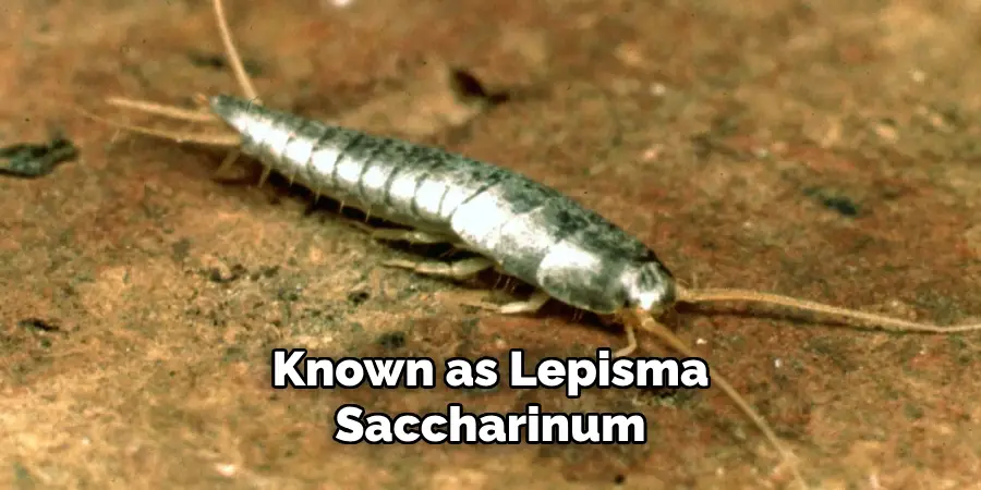 Known as Lepisma Saccharinum