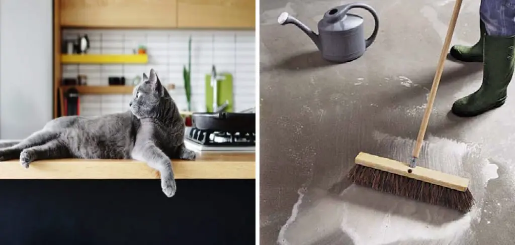 How to Get Cat Smell Out of Garage