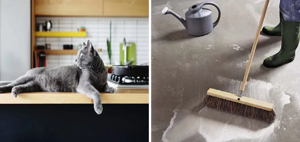 How to Get Cat Smell Out of Garage