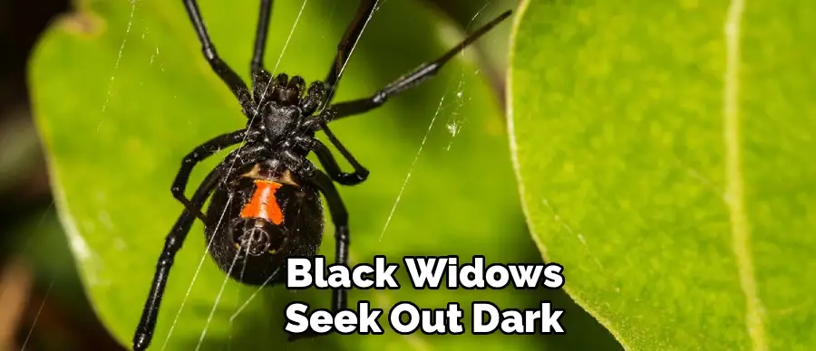 Black Widows
Seek Out Dark