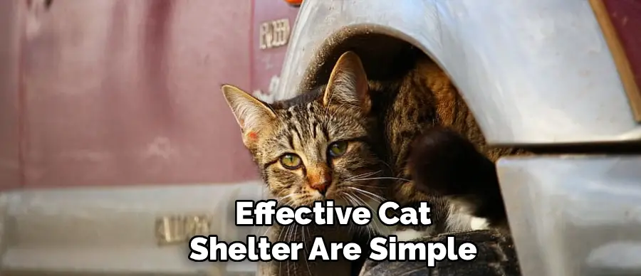 Effective Cat
Shelter Are Simple