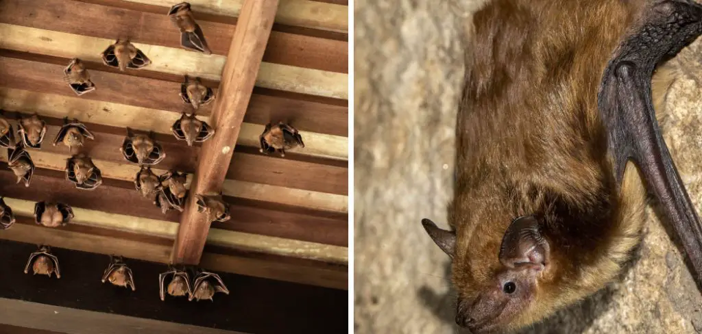 How to Get Bat Out of Garage