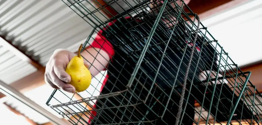 How to Get Possum Out of Garage