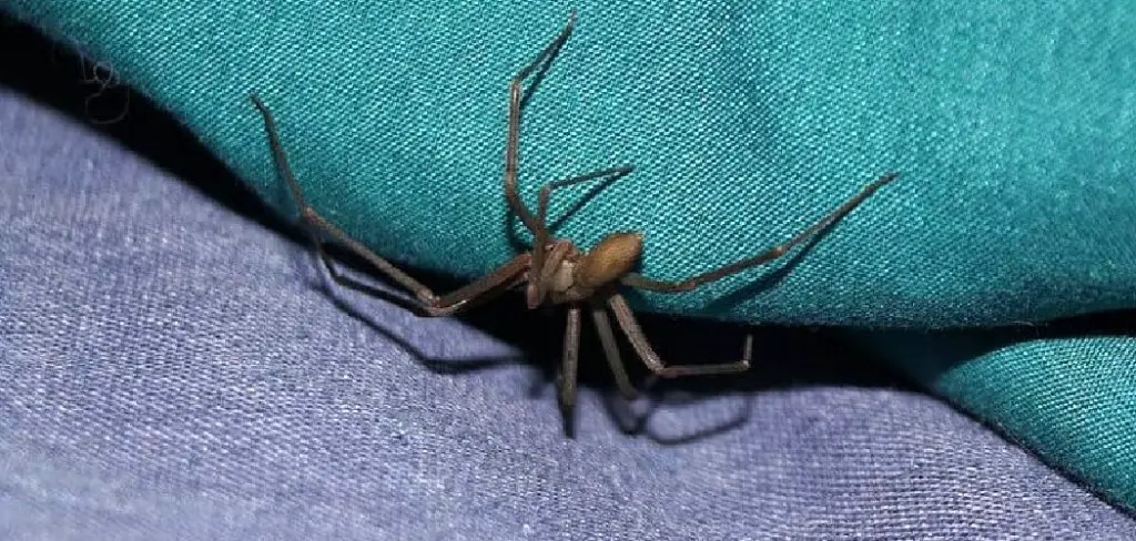 How to Get Rid of Black Widow in Garage