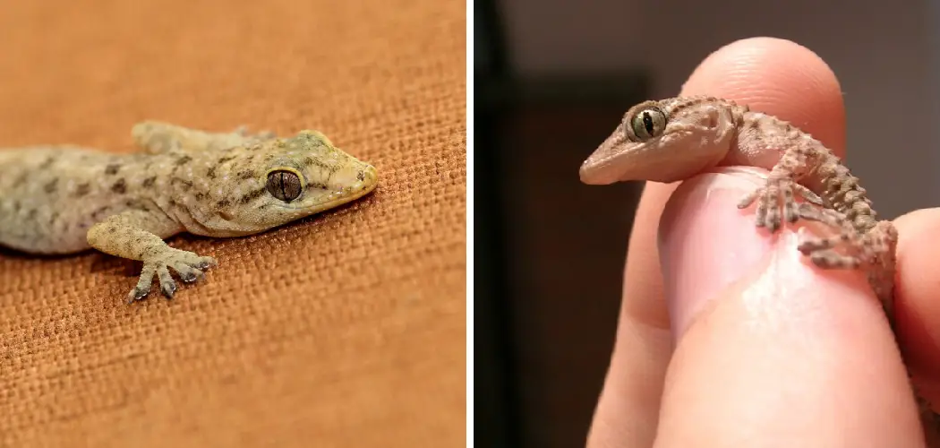 How to Keep Geckos Out of Garage