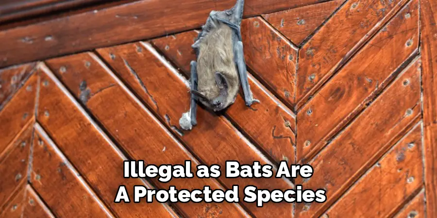 Illegal as Bats Are
A Protected Species