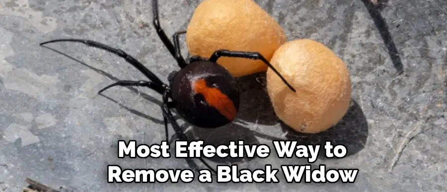 Most Effective Way to
Remove a Black Widow