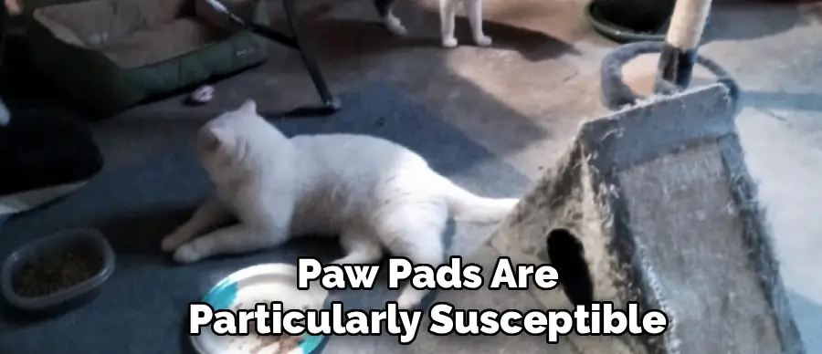 Paw Pads Are
Particularly Susceptible