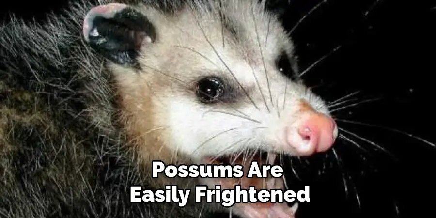 Possums Are 
Easily Frightened