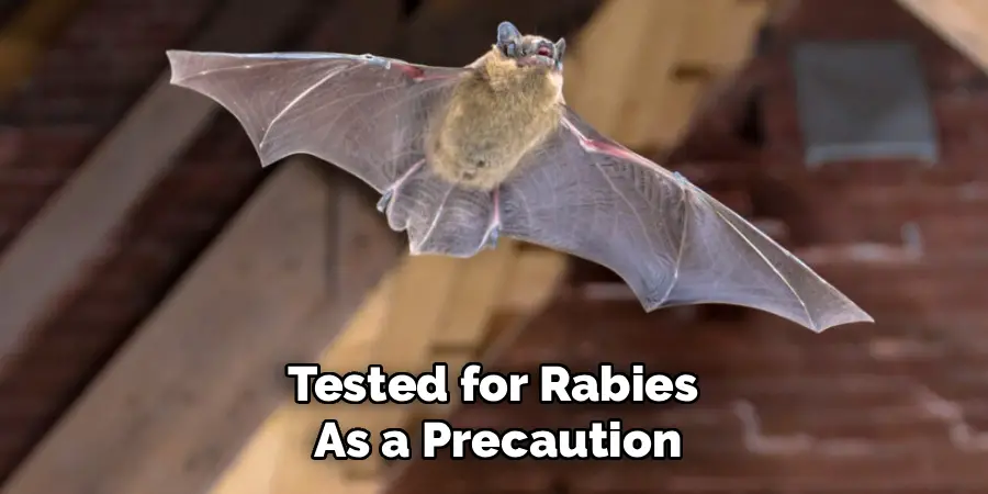 Tested for Rabies
As a Precaution