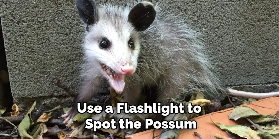 Use a Flashlight to 
Spot the Possum