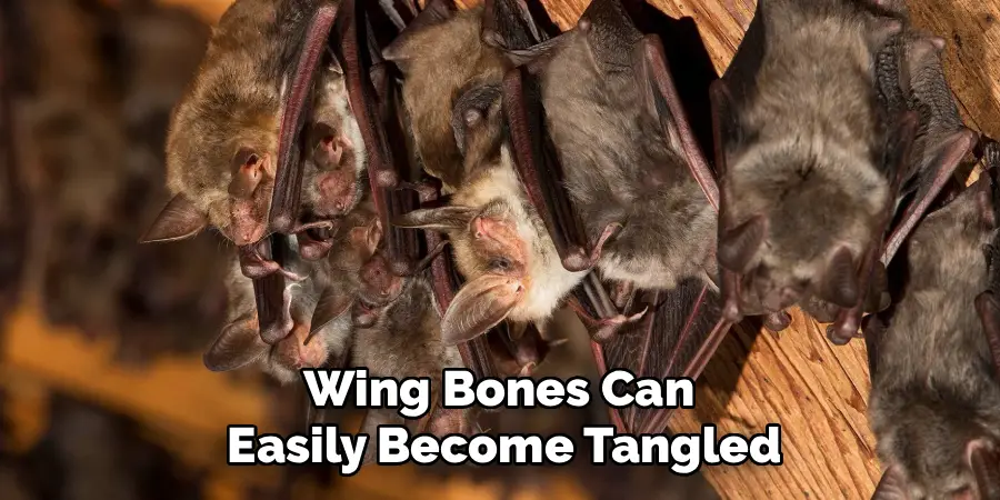 Wing Bones Can
Easily Become Tangled