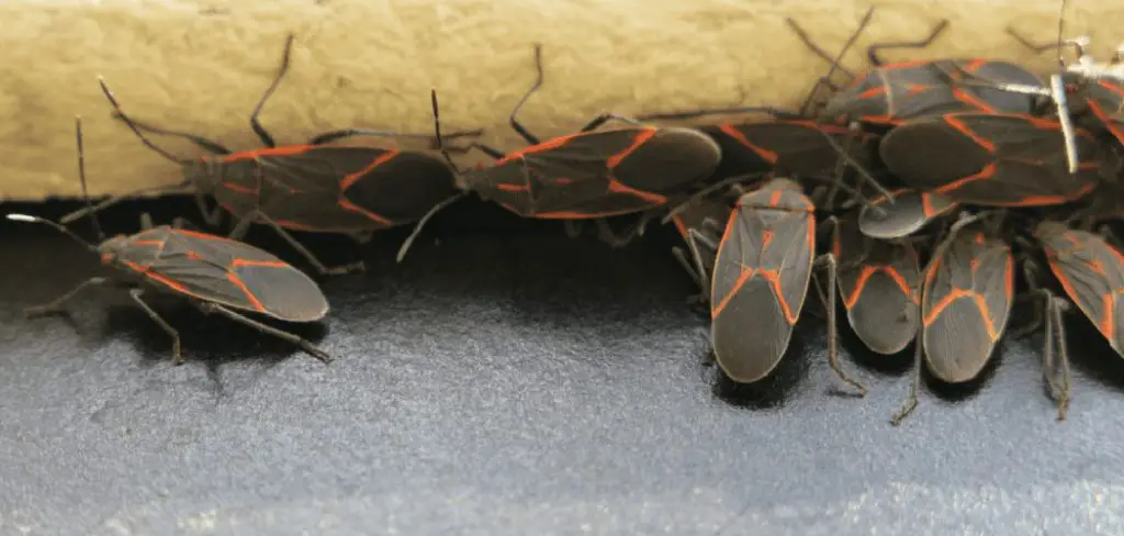 How To Get Rid Of Boxelder Bugs In Garage