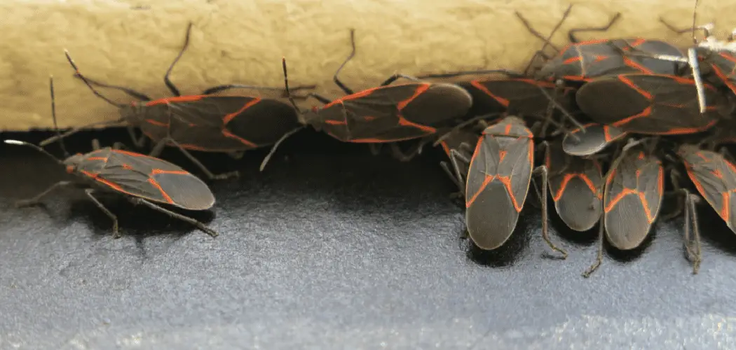 How To Get Rid Of Boxelder Bugs In Garage